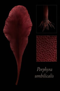Botanical reference tracing Porphyra umbilicalis from elongated blade form to attachment structure