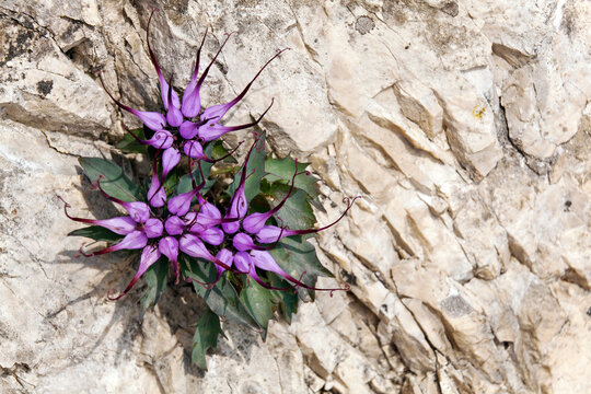 Endemic Devil's Claw wildflower blooming in a rocks crevice, reflecting mountain tourism and nature exploration with copy space on stones, Julian Alps Natural Park, Friuli Venezia Giulia, Italy.