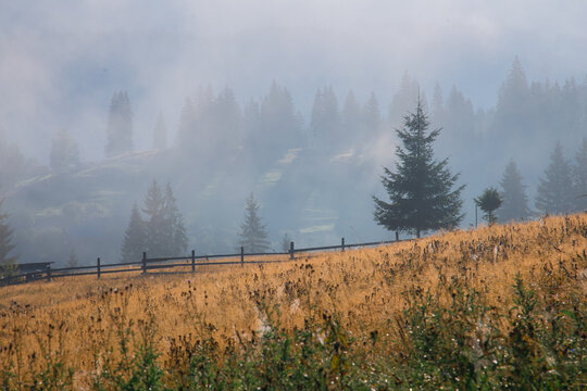 A tranquil morning scene in a mountainous forest, where mist gently covers the landscape, revealing pine trees and a dried grass field. The ground-level perspective offers a serene view ofl.