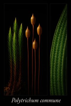Ridged, urn-shaped sporophytes and pointed leafy stems recorded across this moss species study