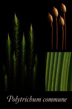 Complete gametophyte shoots paired with reproductive capsules and detailed leaf blade magnification