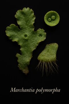 Marchantia polymorpha documented with lobed thallus, gemmae cup detail, and rhizoid-bearing underside