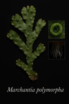 Botanical reference tracing Marchantia polymorpha from branching thallus to underside root structure