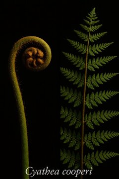 Feathery divided fronds and a fuzzy brown coiled crozier recorded across this tree fern study