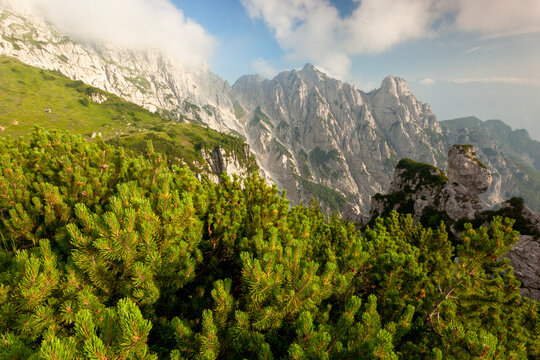 Coniferous pine trees framing jagged limestone mountain peaks in an alpine landscape for nature tourism and outdoor exploration in Julian Alps Natural Park, Alba Valley, Friuli Venezia Giulia, Italy.