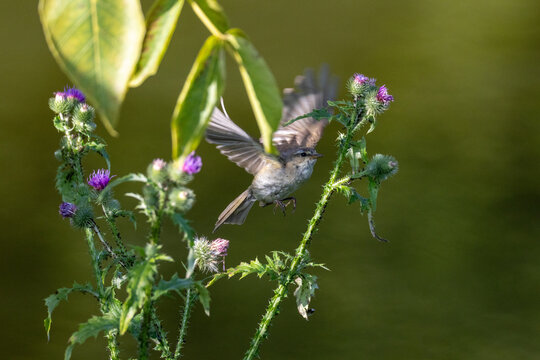 A common chiffchaff (Phylloscopus collybita) spreading its wings and flying close to a Centaurea flower to catch insects against a blurred green background on a sunny summer day.