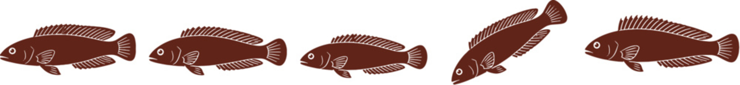 Orchid Dottyback Black Silhouette Icon Set Tropical Reef Fish Vector Wildlife Illustration