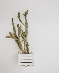potted cactuses © roxaria