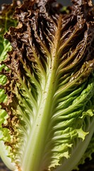 Obraz premium Macro shot of decaying green lettuce leaf with brown edges. Organic vegetable texture shows biological spoilage. Damaged plant material exhibits signs of rot, wilting. Produce quality inspection