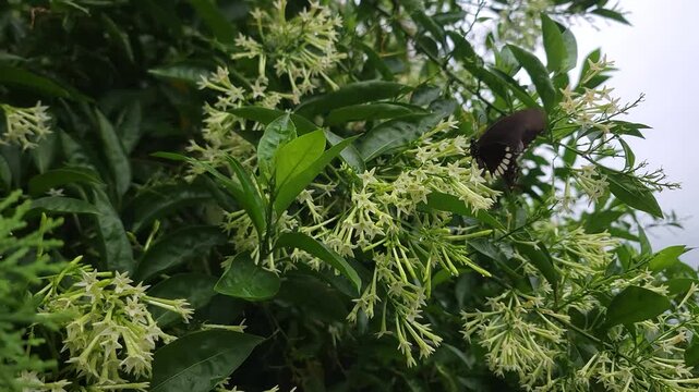 Clusters of small white flowers blooming on a lush green shrub in a garden