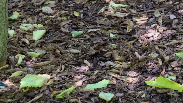 Superb Starling Taking Off From Leaf Littered Forest Floor