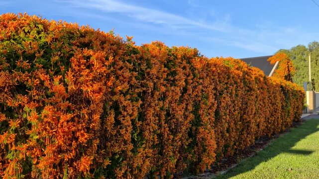 Bright orange flowers drape over a tall garden fence under a clear blue sky on a sunny day in a suburban neighborhood setting