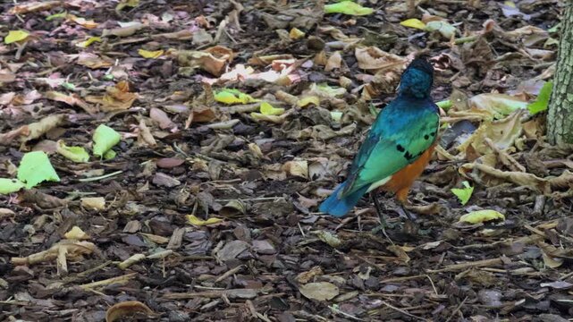 Superb Starling Foraging Through Leaf Litter in Slow Motion