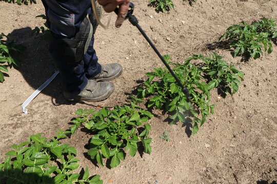 Farmer sulfites potato plant to treat them of pests and gives fertilizer so that the tomatoes grow strong and produce many potatoes