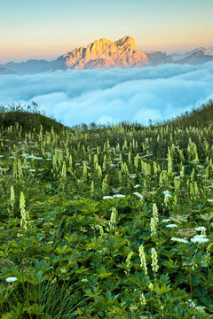 Alpine wildflower meadow blooms under golden mountain peaks above the vast sea of clouds,  Julian Alps Natural Park, Alba Valley, Friuli Venezia Giulia.