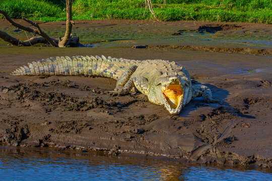 American crocodile on the sandbank. Costa Rica.