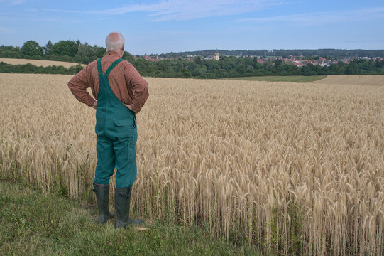 A senior farmer stands thoughtfully overlooking his wheat field, deeply reflecting on challenges and planning for the future of agriculture, with a traditional village nestled in the background.