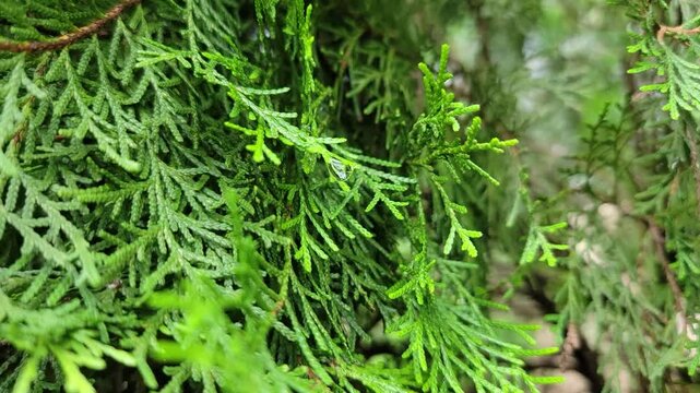 Close up view of fresh vibrant green cedar foliage in the garden landscape