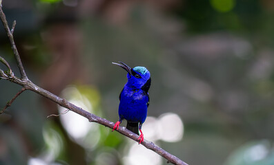 Fototapeta premium Male Red-legged Honeycreeper portrait. Costa Rica.