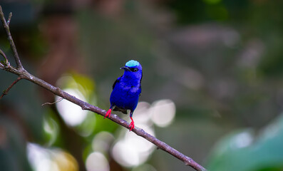 Fototapeta premium Male Red-legged Honeycreeper portrait. Costa Rica.