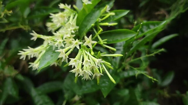 A close up of small white night blooming jasmine flowers in a lush garden