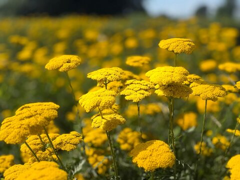 Vibrant yellow fernleaf yarrow blossoms stand prominently in focus within a full, sunlit field. Shallow depth of field blurs the background into a warm, gold and green floral tapestry.