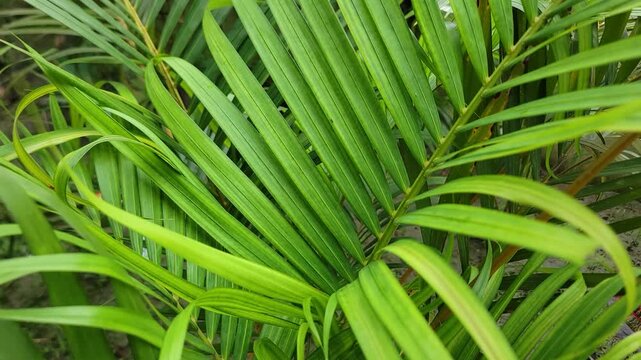 Close up shot of vibrant green palm leaves in a natural garden setting