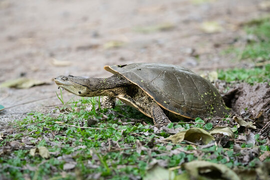 tortuga de laguna cavando nido