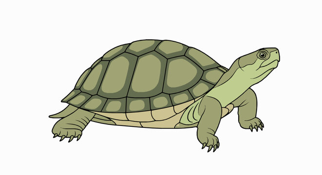 Stylized green turtle illustration featuring detailed carapace pattern isolated against plain white background surface
