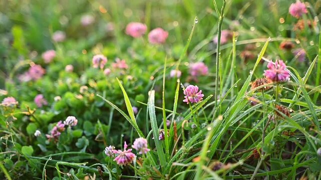 Blooming colorful wildflowers scattered in lush green grass on a sunny summer meadow, beautiful nature background
