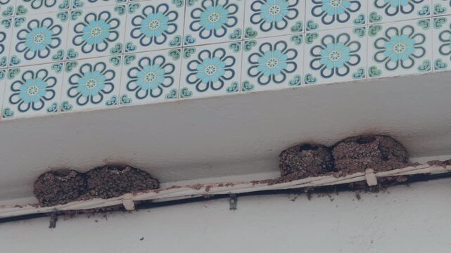 Four Mud Bird Nests Beneath Ornamental Blue Tile Cornice