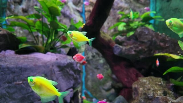 Vibrant fluorescent neon tetra fish swimming gracefully in a planted freshwater aquarium with rocks and aquatic plants.