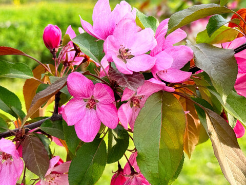 Vibrant pink apple tree blossoms grow closely on branch with green leaves. Beautiful fresh flowers in spring garden on blurry background. Soft nature concept.