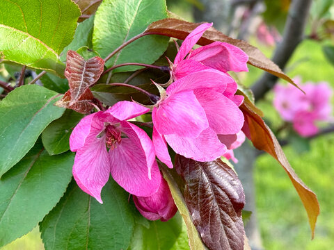 Vibrant magenta apple tree blossoms grow closely among green and dark leaves. Beautiful fresh pink flowers in spring orchard. Delicate nature concept.