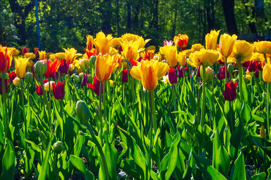 Beautiful bright tulips blooming in sunny spring park. Vibrant yellow and red flowers on field of green grass. Scenic nature background for your designs.