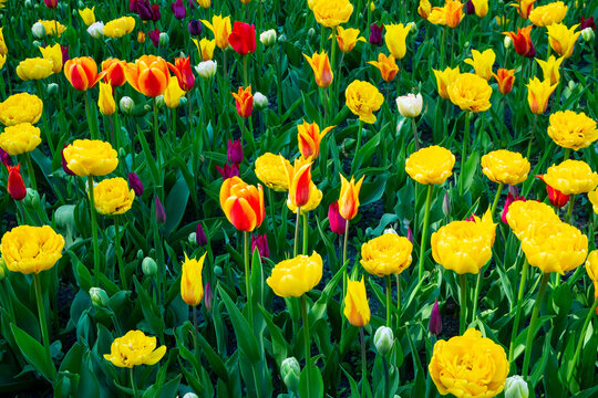 Beautiful peony tulips blooming in spring garden. Yellow double-flowered flowers grow in sunny field. Nature background for your creative designs.