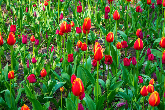 Red tulips blooming in sunny park. Beautiful vibrant flowers grow in spring garden. Natural background for your creative designs.