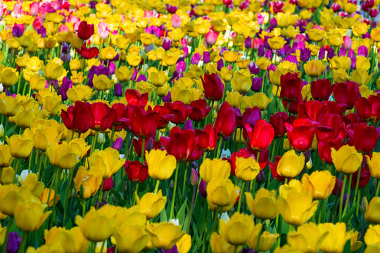 Tulip field in full bloom with various shades of yellow, red and purple flowers. Spring blooming background for your projects.