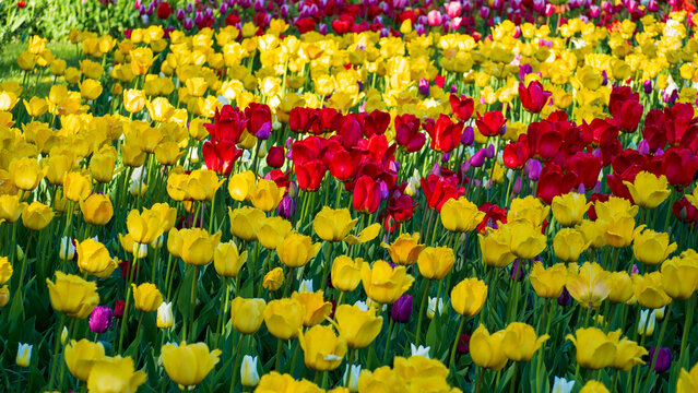 Yellow, purple and red tulips blooming in sunny field. Beautiful vibrant flowers grow in spring garden. Springtime background for your designs.
