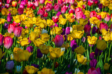 Obraz premium Multicolor tulips blooming in sunny park. Field of yellow, pink, and purple flowers in warm sunlight. Vibrant floral background for your projects.