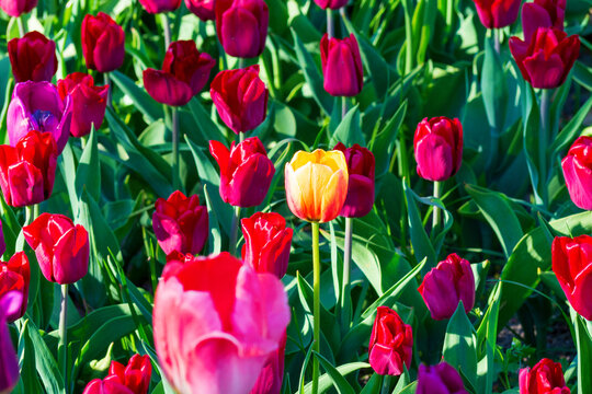 Vivid cluster of tulips showcases reds, purples, and striking yellow  bloom amid lush green foliage. Natural background for your designs