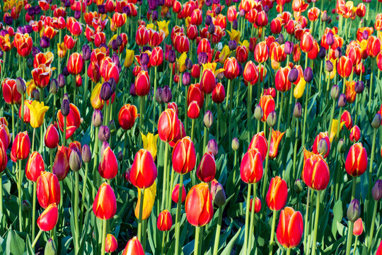 Red tulips blooming in field. Beautiful flowers grow in sunny garden. Vibrant spring atmosphere background.