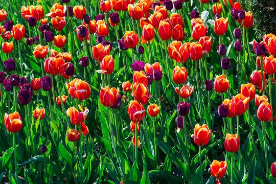 Beautiful tulips blooming in sunny garden. Red and purple flowers grow in field. Vibrant spring atmosphere background for your projects.