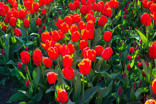 Red tulips bloom in sunny field. Beautiful flowers grow in spring garden. Vivid floral background for your designs.