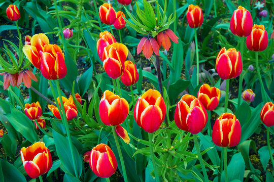 Garden bursts with bold tulips in vivid red and sunny yellow hues. Lush green foliage frames the blooms, highlighting their dramatic color contrast. Vibrant scene of spring in full bloom.