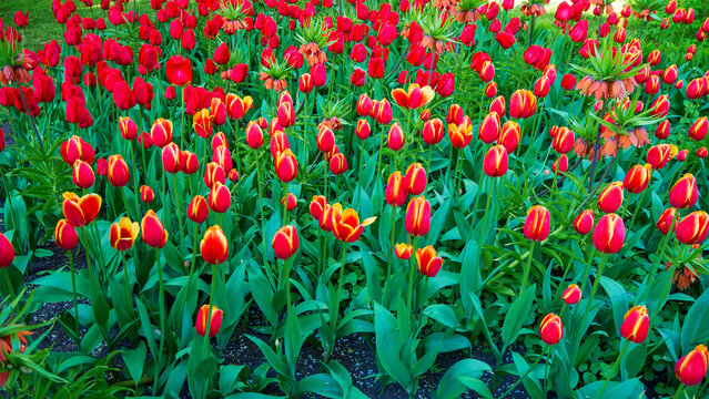 Sea of vibrant tulips bursts with red and yellow hues against green foliage. Dense clusters create rich floral tapestry.  Joyful spirit of spring. Garden background radiates color and natural beauty.