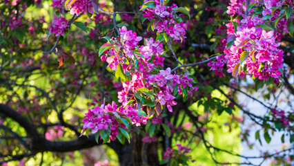 Obraz premium Pink flowers blooming on apple tree branch in sunny garden. Beautiful vibrant blossoms grow in spring park. Nature background for your designs.