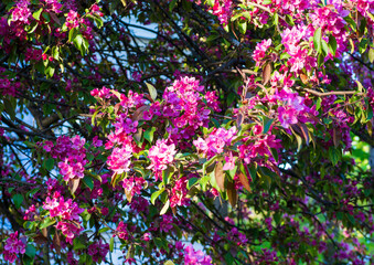 Fototapeta premium Bright pink apple blossoms bloom on branch with green leaves. Beautiful crabapple flowers grow in sunny spring garden. Nature background for your projects.