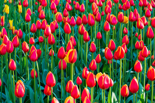 Vibrant red and yellow tulips blooming in sunny field. Close-up view of blooming flowers in spring garden. Floral landscape background for your designs.
