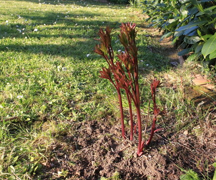 giardinaggio peonia
